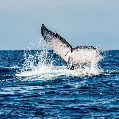 Whale Watching Snorkel Combo
