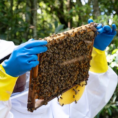 Magical World of Beekeeping on São Miguel Azores Private Tour