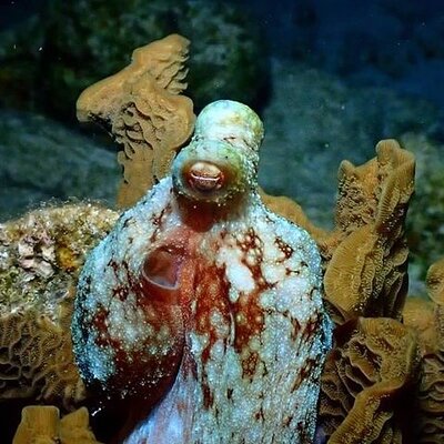 Roatan Night Snorkel Adventure