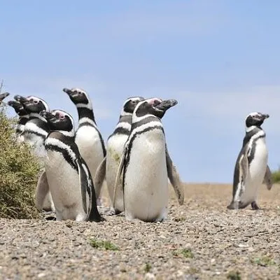 Sentir Patagonia Travel
