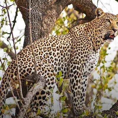 Dream Africa Vacations