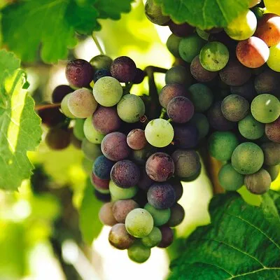 FunTasting Tours