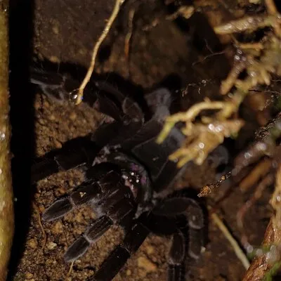 Night Walk in Mindo with professional naturalist.