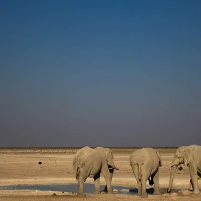 Chameleon Safaris