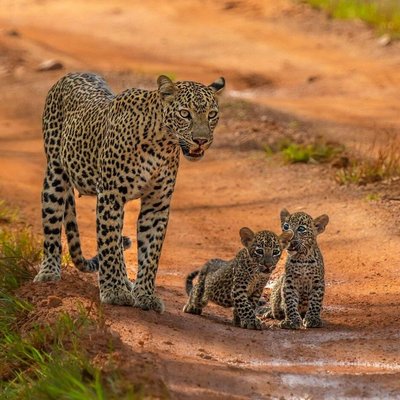 Vinu Safari