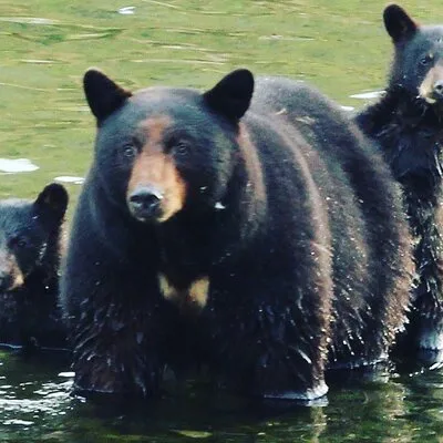 3hr Custom Private Tour of Ketchikan (4 People) Wildlife + More