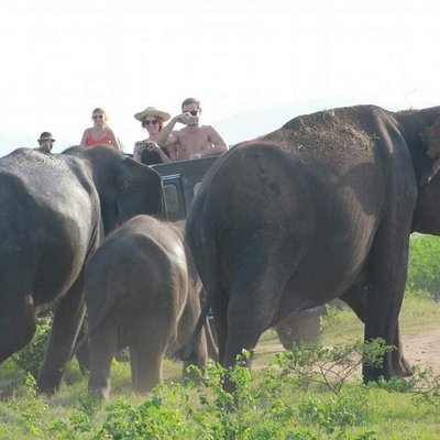 Jeep safari Minneriya / Kaudulla National Park