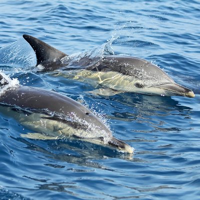 SeaEO Tours