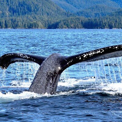 Baranof Tours
