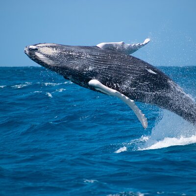 Ocean Vibes Scuba and Watersports Ltd.