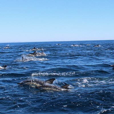 BlueFleet Boat Trips and Tours