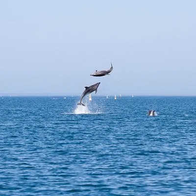 Ocean Vibes Algarve