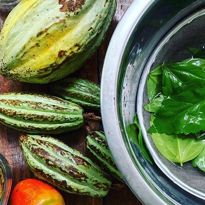 Medicinal and Edible Plant Class at Hidden Jungle Beach House