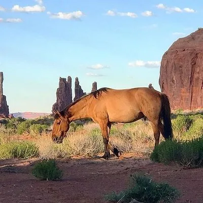 Navajo Spirit Tours