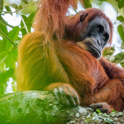 Sumatra Orangutan Trekking