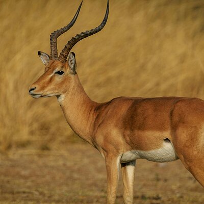 Kihindo Tours and Safaris Limited