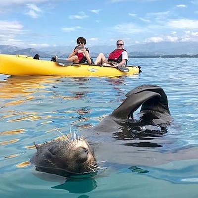 Seal Kayak Kaikoura