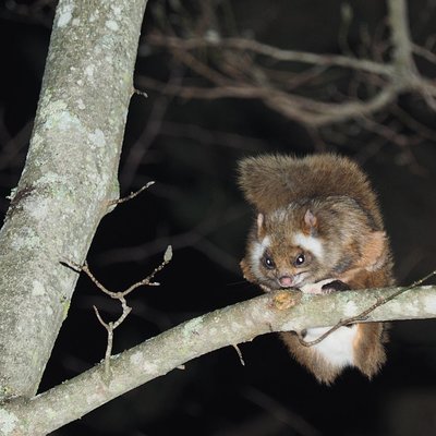 Wild Japanese Flying Squirrel Watching Tour in Nagano