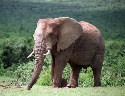 Addo Elephant National Park All-Inclusive Full-Day Safari with Lunch and Hotel Pickup
