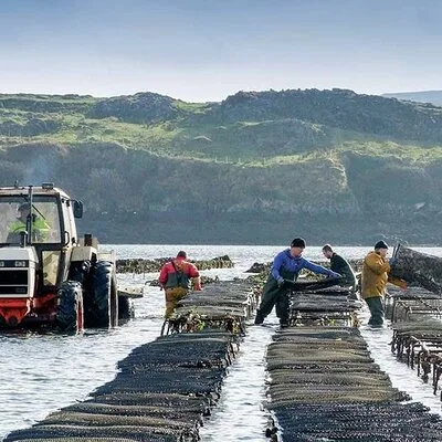 Oyster Farm and Tasting Experience