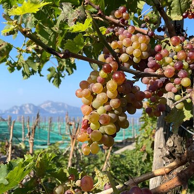 Enjoy Bike Sorrento