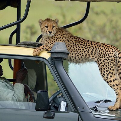 Gracepatt Ecotours Kenya