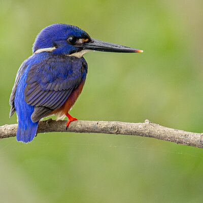 Daintree Boatman Wildlife Cruises