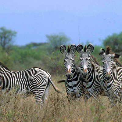 Diani Travel and Tours