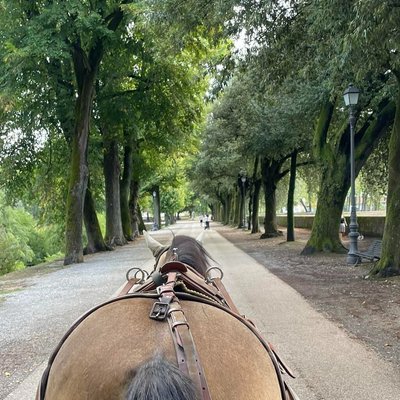 Lucca Horse Carriage