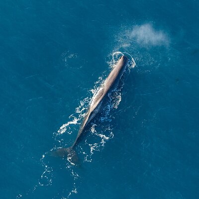 South Pacific Helicopters NZ