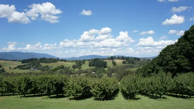 Yarra Valley Wine & Winery Day Tour from Melbourne with Lunch, Tastings, and All Inclusive