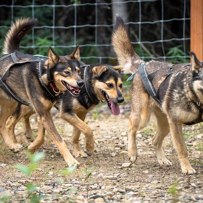 1 Hour Fall Sled Dog Experience in Two Rivers