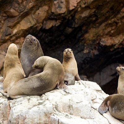Ballestas Islands Boat Tour in Paracas