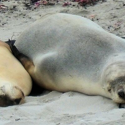 Kangaroo Island Tours & Bus Charters