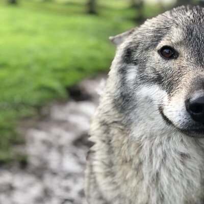 Tsitsikamma Wolf Sanctuary Guided Tour & Day Pass