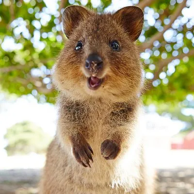 Rottnest Express