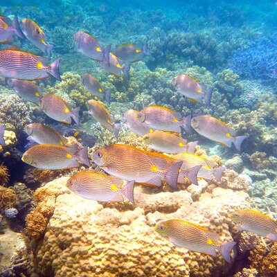 Reef Sprinter Port Douglas