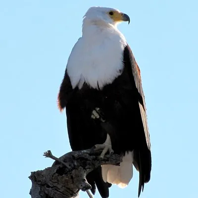 Half-Day Birding Tour of Livingstone