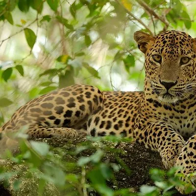 Wilpattu National Park 4-Hours Safari | with Naturalist
