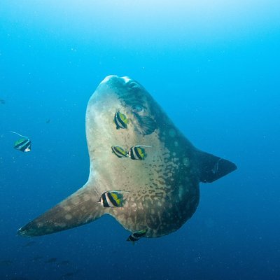 Pure Dive Resort