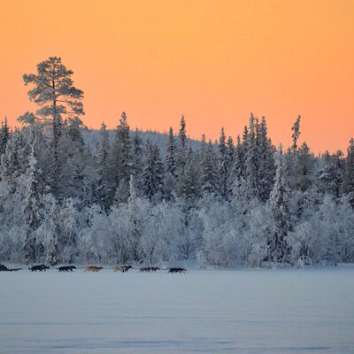 Snowdog - The Arctic Adventure Company