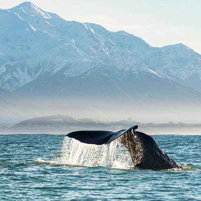Whale Watch Kaikoura Ltd