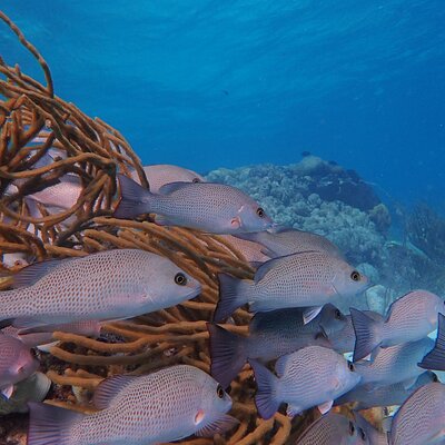 Half Day Snorkeling Tour Caye Caulker