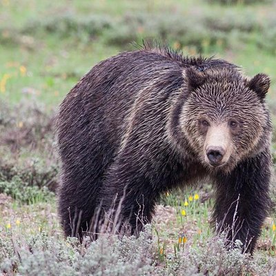 Jackson Hole Wildlife Safaris