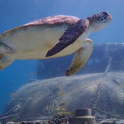 Swim With Turtles