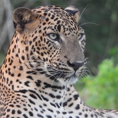 Blue Sky Yala Travel and Tours