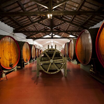Modena area: Lambrusco Wine Tasting Experience