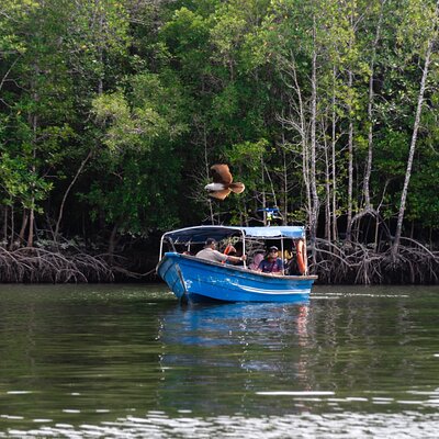 Langkawi 3 Hours Kilim River Mangrove Tour by Boat with Lunch
