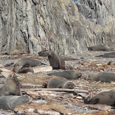 Seal Coast Safari