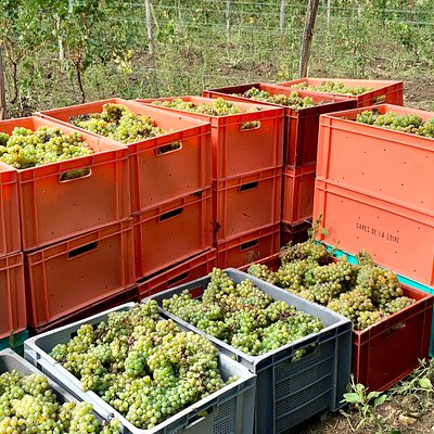 Picnic in the Vines - A Unique Loire Wine Experience